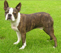 a well breed Boston Terrier dog